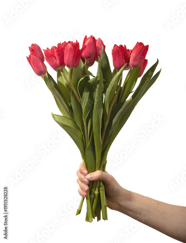 Female hand holding large bouquet of many red tulip flowers with green stems and leaves isolated white background. Full arrangement emphasizing bright color and abundance clearly. Floral