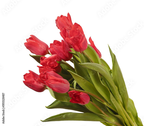 Photography Large bouquet of red tulip flowers arranged diagonally with green stems and leaves isolated white background