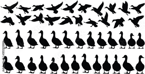 Black duck silhouettes collection, flying and standing mallard bird set, waterfowl outlines, wildlife nature design elements, cad drawing flat vector illustration.