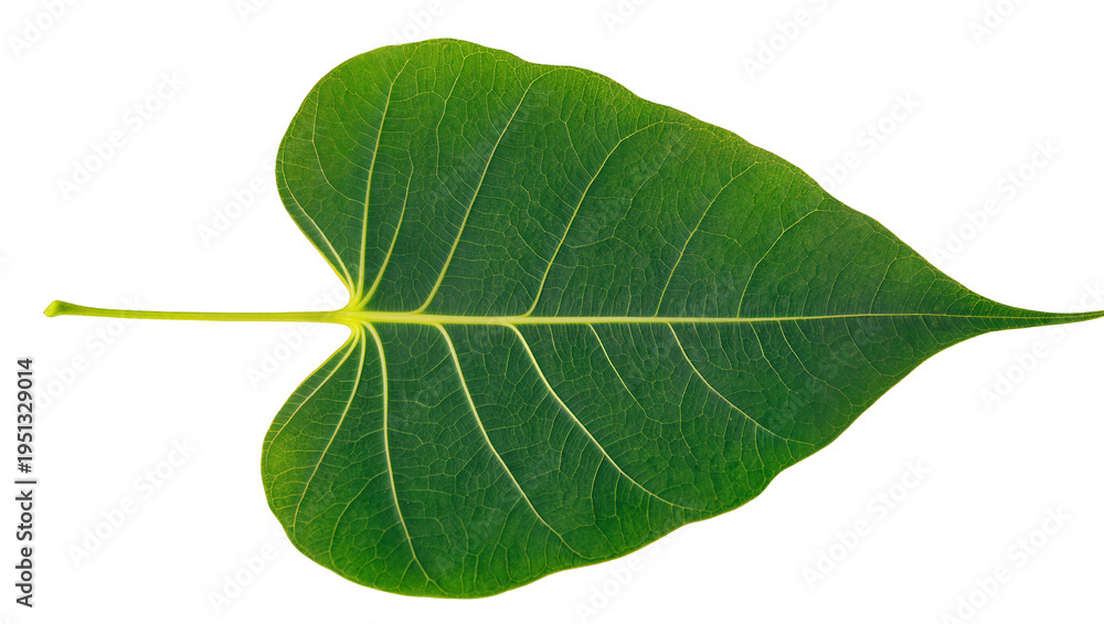 Obraz premium Isolated vibrant green Sacred Fig leaf with detailed venation, a symbol of nature and spirituality.