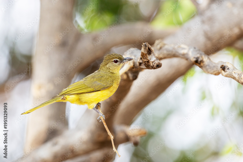 Obraz premium Close-up of a curious Yellow-bellied greenbul perched nearby in Chobe National Park, Botswana