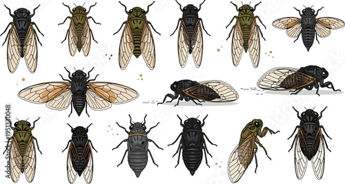 Cicada Insect Vector Set Featuring Detailed Wings, Multiple Poses, and Realistic Bug Anatomy for Entomology, Nature Study, and Wildlife Illustration Design Projects.
