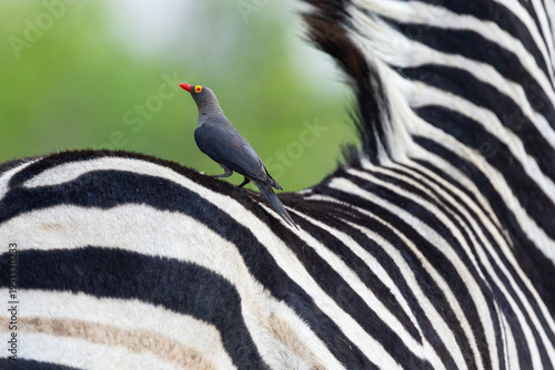 Lonely Red-billed oxpecker standing on a back of a Burchell's zebra near Khwai, Botswana
