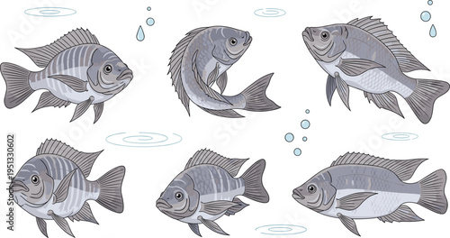Freshwater Fish Vector Set Showing Multiple Swimming Poses, Detailed Scales, and Natural Aquatic Behavior for Fishing, Marine Biology, and Educational Design Projects.