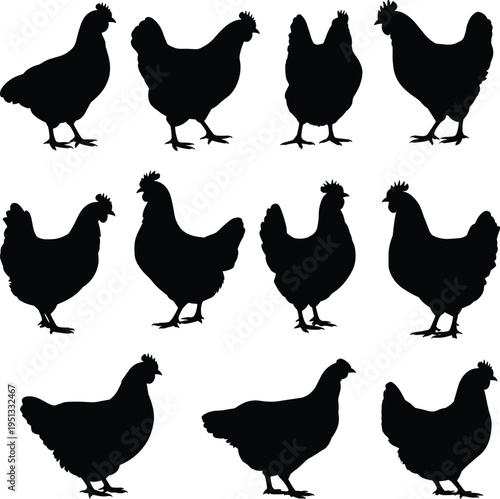 Chicken silhouettes collection, hen poultry farm birds set, domestic fowl vector illustration, black chicken shapes isolated design