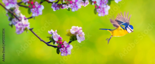Cheerful creatures of nature, lovely birds. Colorful natural background.
