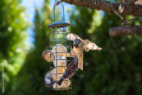 a group of house sparrows on a bird feeder at a sunny spring day