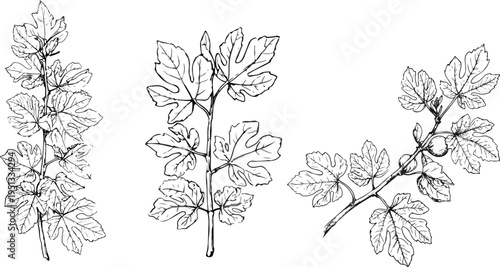 Set of black and white flowers with tree branch and leaves