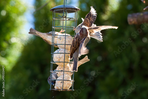 a group of house sparrows on a bird feeder at a sunny spring day