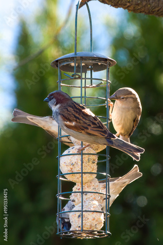 a group of house sparrows on a bird feeder at a sunny spring day