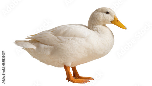 Obraz na płótnie Isolated domestic white duck with orange beak and webbed feet standing in profil
