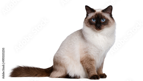 Fotografía Isolated cute colorpoint cat with bright blue eyes sitting calmly on a plain sur