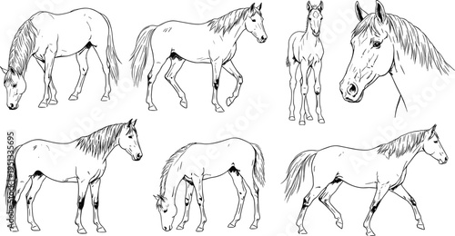 Horse line art vector illustration set, grazing and walking stallion sketches, mare and foal collection isolated on white background, western.