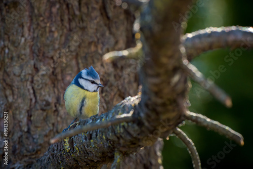 a blue tit, cyanistes caeruleus, perched on a twig from a swiss stone pine at a spring morning
