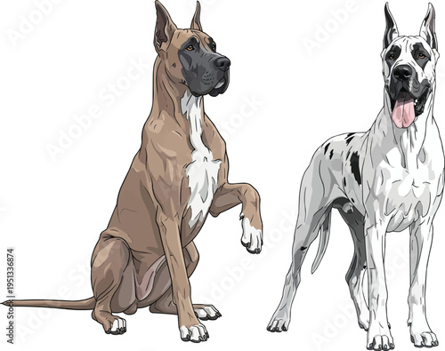 Great Dane dog standing happy panting sitting paw raised pose set