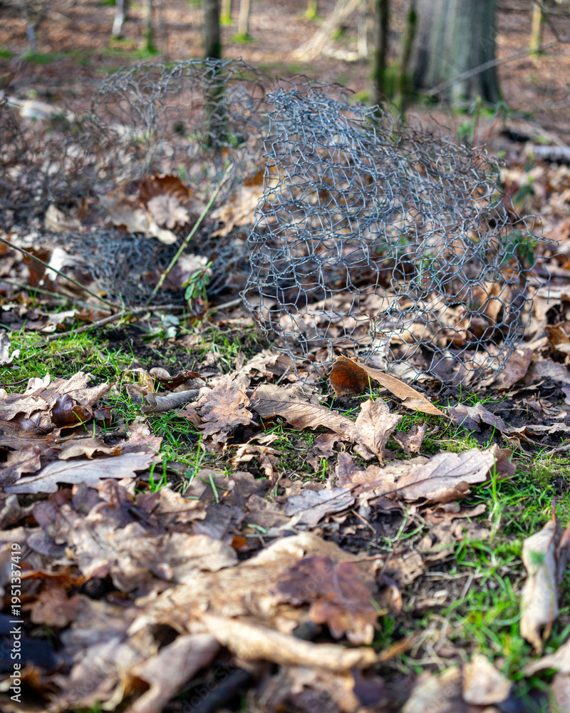 Obraz premium stump in the forest