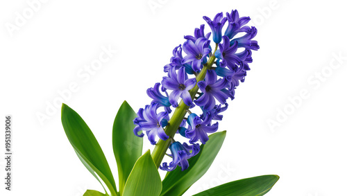 Φωτογραφία Isolated blooming purple hyacinth flower plant with vibrant green leaves for spr