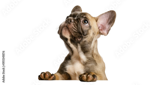 Isolated adorable curious French Bulldog puppy with big ears looking up, cute domestic pet.