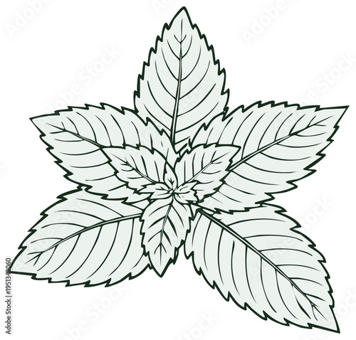 Fresh mint sprig with leaves botanical line art vector illustration