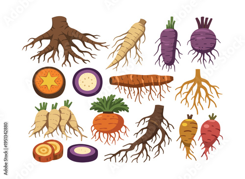 Root vegetables and tubers illustration featuring diverse varieties like carrots, beets, parsnips, and ginger, perfect for healthy food concepts