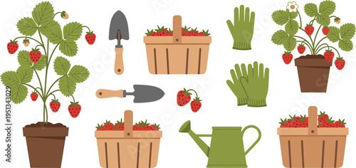 Gardening Tools and Strawberry Plants with Baskets, Gloves, and Watering Can Vector Illustration for Plant Care