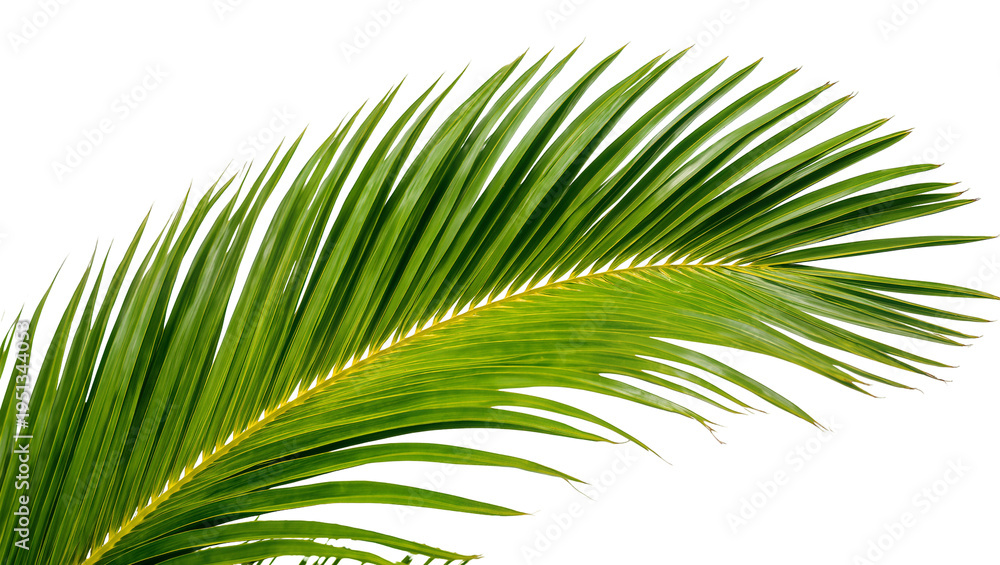 Fototapeta premium Isolated single vibrant green palm leaf from a tropical tree, perfect for summer designs