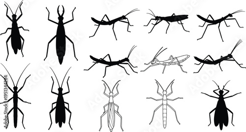 Collection of twelve insect silhouettes in grid showing distinct shapes and postures for biology and educational vector design projects
