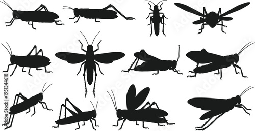 Collection of twelve insect silhouettes including grasshoppers and crickets in different postures for biology and educational vector design projects