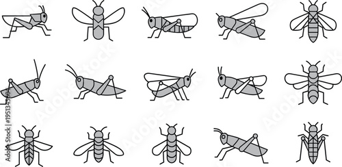 Grid of fifteen insect illustrations including grasshoppers and flies for biology, classification and educational vector design projects