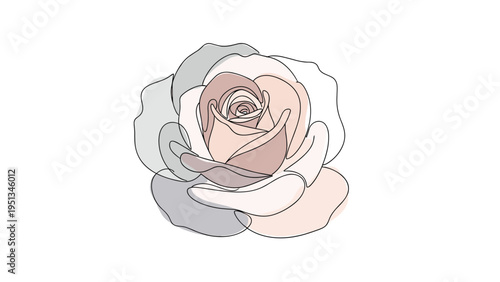 Artistic line drawing of a full rose blossom with abstract gray, beige, and pink color patches on white background.