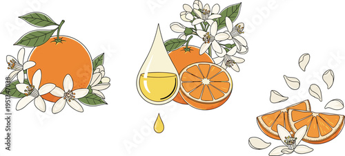 Orange and Essential Oil Icon Set – Vector Illustration of Fresh Oranges, Oil Drops, and Orange Blossoms for Nature, Health, and Organic Themes