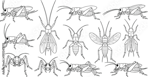 Set of twelve detailed black and white cricket illustrations in various poses and anatomical orientations for biology and educational vector design projects