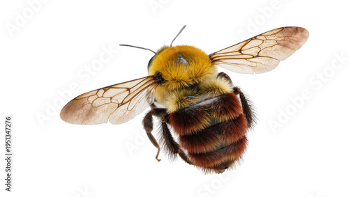 Quadro su tela Isolated detailed close-up of a large fuzzy bumblebee or carpenter bee hovering