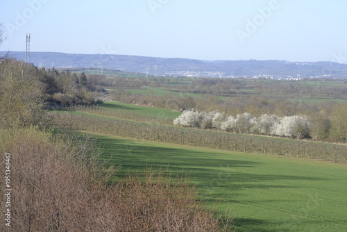 green agricultural fields and structured rows of an orchard during early spring white blossoms emerge from a cluster of trees