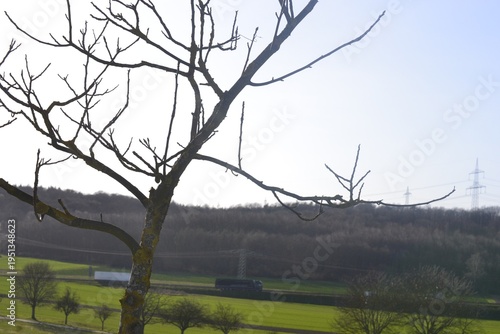 In the foreground a tree with branches, in the background a hill for winegrowing