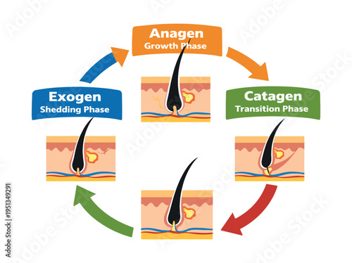 Diagram showing the continuous hair growth cycle with its three main phases: anagen, catagen, and exogen, detailing follicle changes