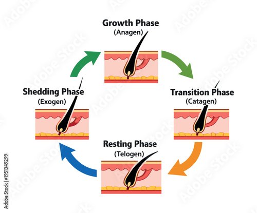 Hair growth cycle diagram detailing anagen, catagen, telogen, and exogen phases, showing continuous follicular process in skin