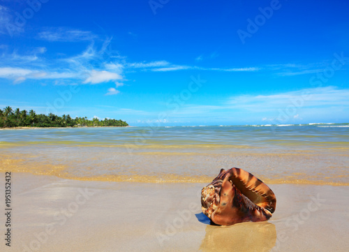 Sunny Tropical Beach with green Palm trees and sea shell.