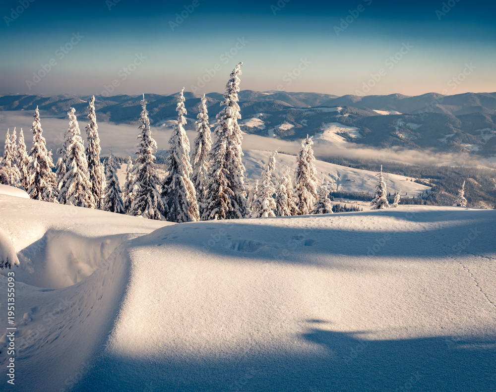 Obraz premium Beautiful winter scenery. Cold outdoor scene of mountain valley. Fir trees covered by fresh snow in Carpathian mountains. Amazing winter sunrise in snowy woodlanf, Ukraine, Europe.