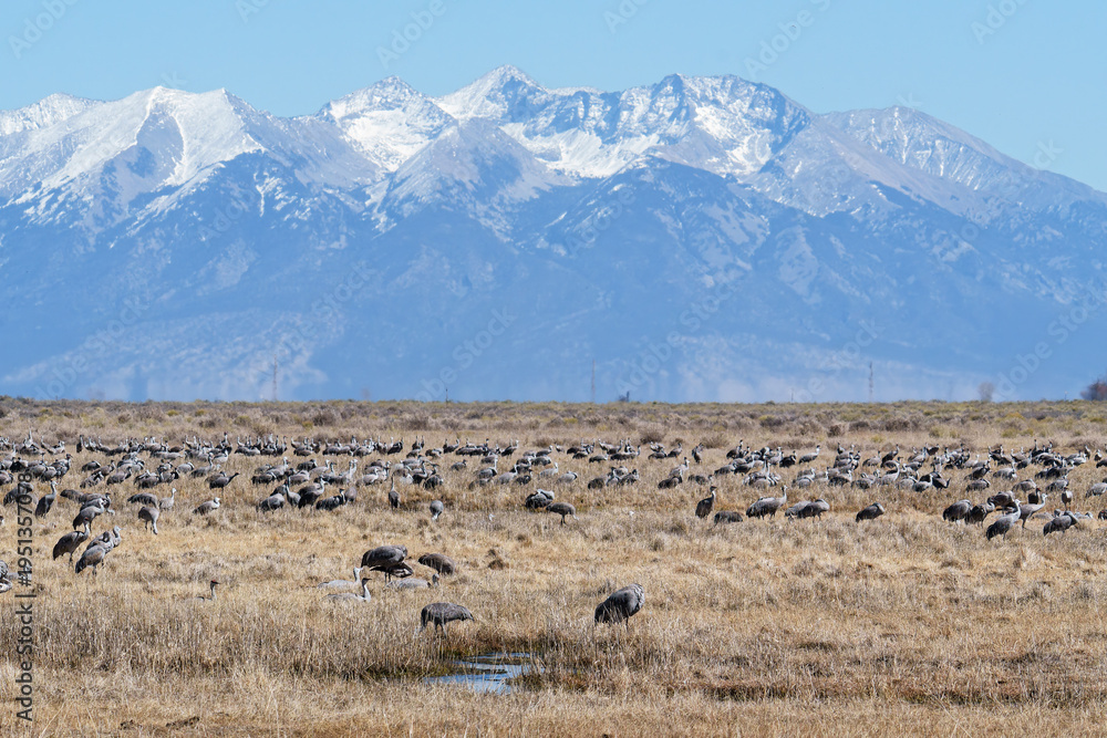 Obraz premium Migrating Greater Sandhill Cranes in Monte Vista, Colorado