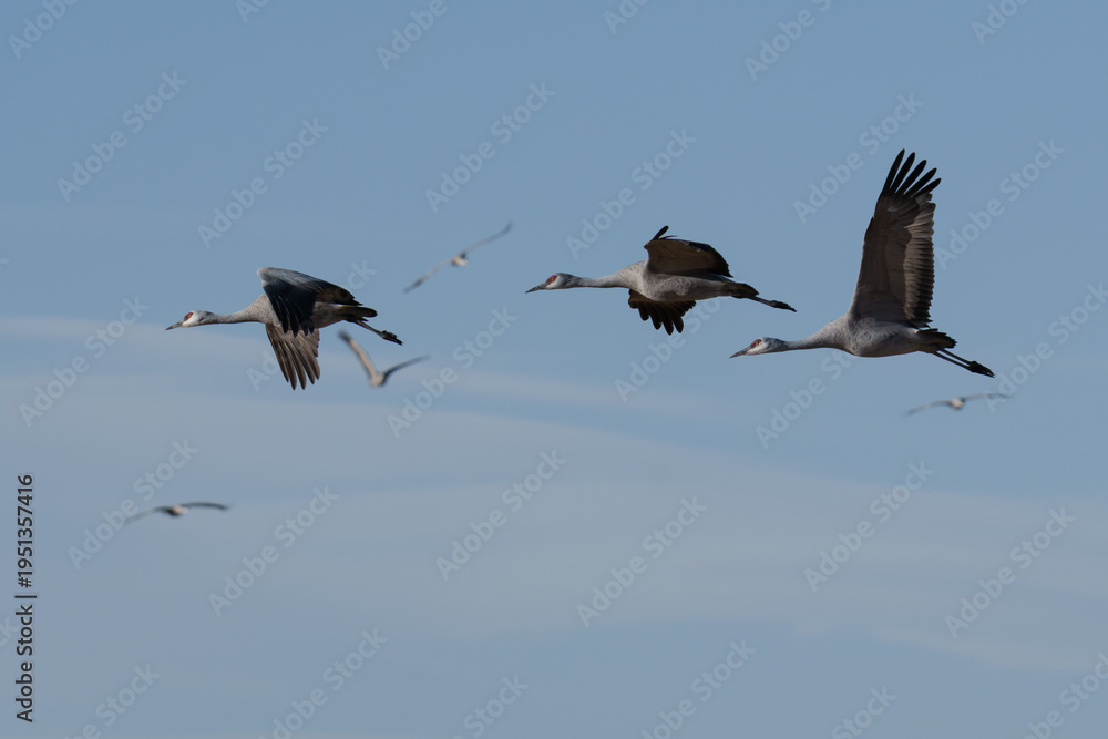 Obraz premium Migrating Greater Sandhill Cranes in Monte Vista, Colorado