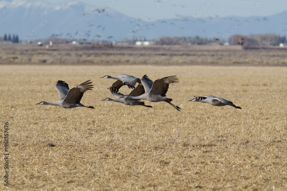 Obraz premium Migrating Greater Sandhill Cranes in Monte Vista, Colorado