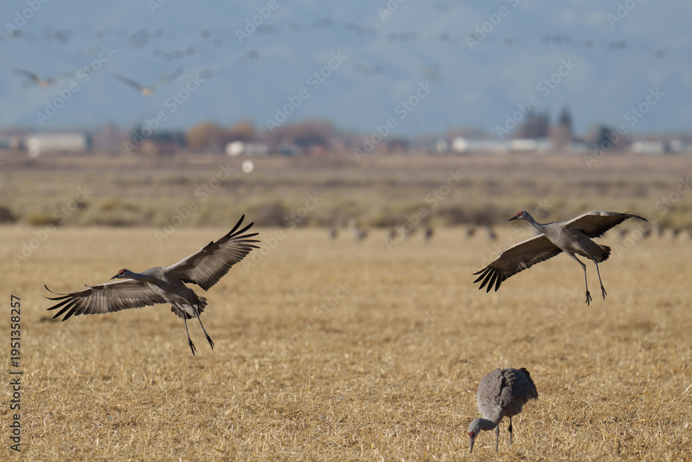 Obraz premium Migrating Greater Sandhill Cranes in Monte Vista, Colorado