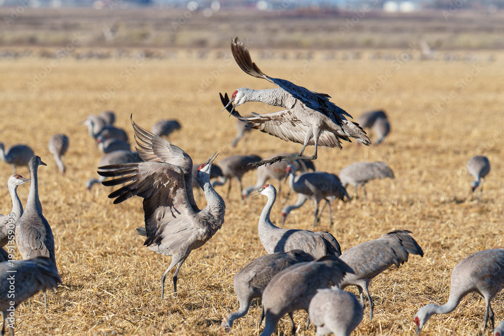 Obraz premium Migrating Greater Sandhill Cranes in Monte Vista, Colorado