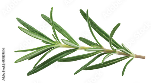Fresh green rosemary isolated on transparent background, rosemary twig top view, full macro photo, herb ingredient, cooking, culinary, seasoning, spice, kitchen, food preparation,