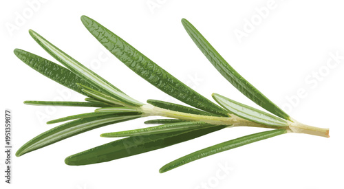 Fresh rosemary twig isolated, green herb, top view, full macro photo, culinary spice, cooking ingredient, kitchen decoration, herbal illustration, food preparation, vector-ready image for design 