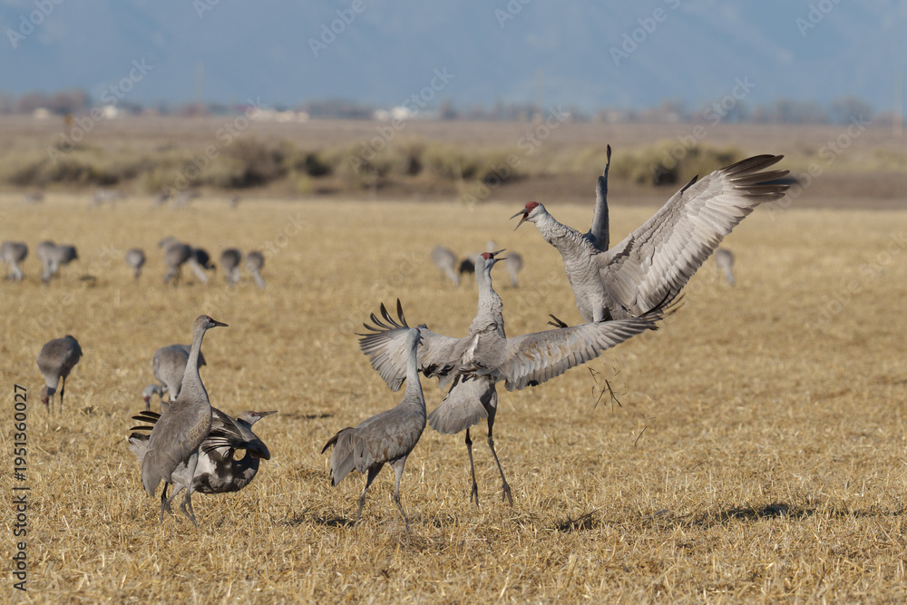 Obraz premium Migrating Greater Sandhill Cranes in Monte Vista, Colorado
