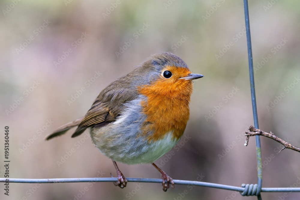 Obraz premium Robin perched on wire