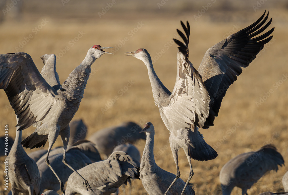 Naklejka premium Migrating Greater Sandhill Cranes in Monte Vista, Colorado