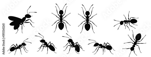 Insects vector silhouettes, ant icons, emmet and pismire illustrations, insect banner, ant colony symbols, bug shapes, vector set for websites, apps, educational materials, and professional design 